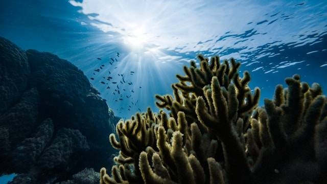 Snorkeling di Jogja. Foto hanyalah ilustrasi, bukan tempat yang sebenarnya. Sumber: Unsplash/Marek Okon