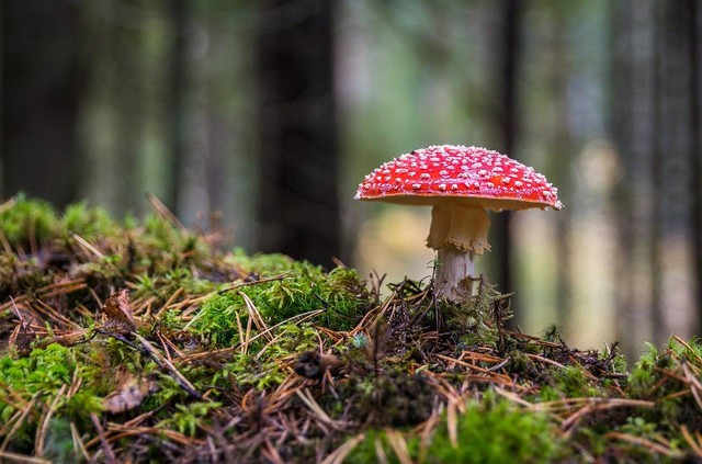 Ilustrasi struktur tubuh basidiomycota. Sumber: Pixabay/Ekamelev