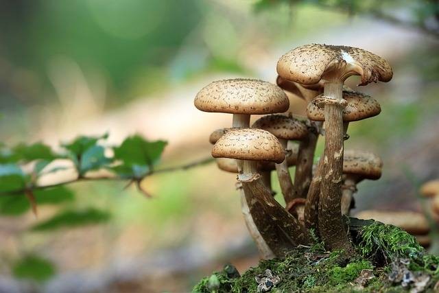 Ilustrasi peranan jamur Zygomycota. Sumber foto: Pixabay.com