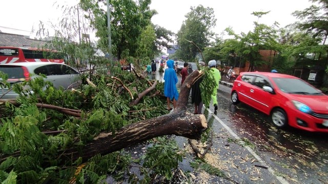 Hujan dan angin kencang menyebabkan sejumlah pohon di wilayah Kabupaten Sleman tumbang, Sabtu (24/2/2024). Foto: Dok. BPBD Sleman