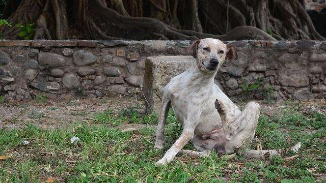 Ilustrasi parasit darah pada anjing. Sumber: pixabay