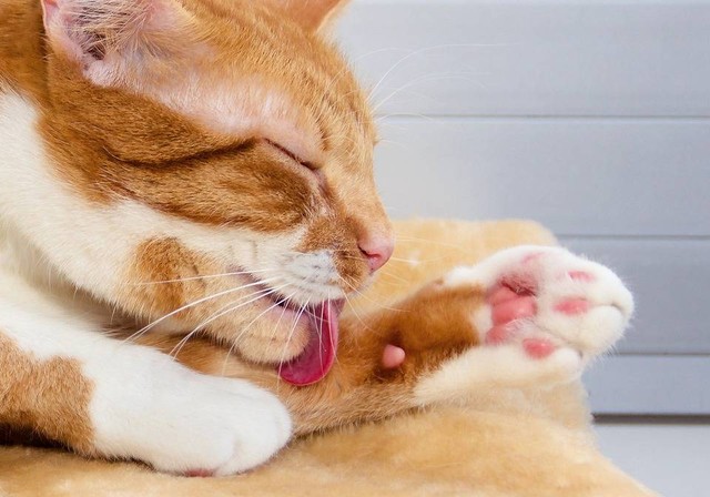 Ilustrasi cara meningkatkan imun kucing. Sumber: pixabay