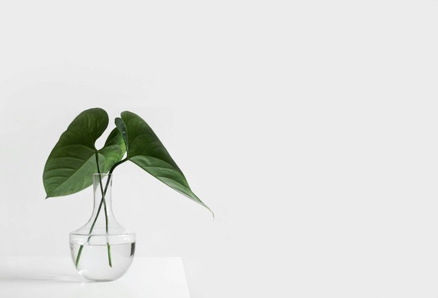Ilustrasi tanaman sirih gading. Sumber foto: Unsplash