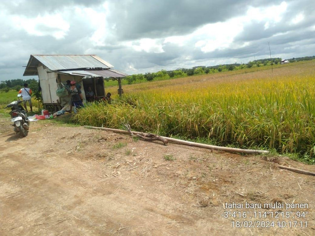 Panen raya padi di Food Estate Pulang Pisau. Foto: Kementan