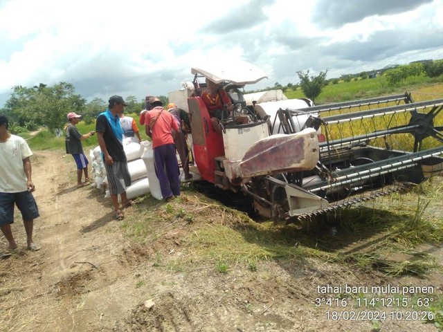 Panen raya padi di Food Estate Pulang Pisau. Foto: Kementan