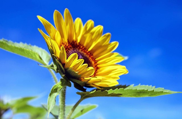 Ilustrasi bagian bagian bunga matahari - Sumber: pixabay.com/couleur