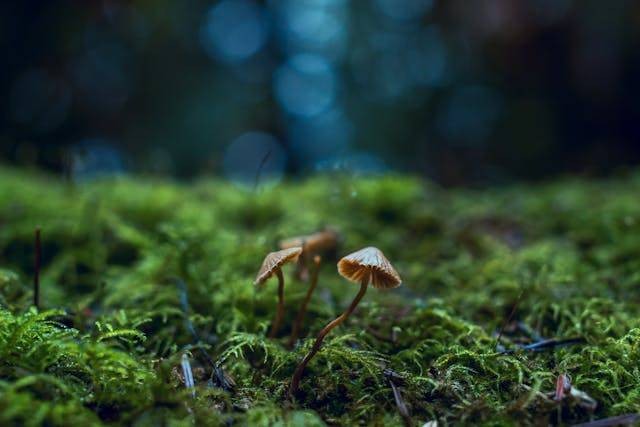 Ilustrasi Peran jamur dalam ekosistem. Sumber: Pexels/Chris G