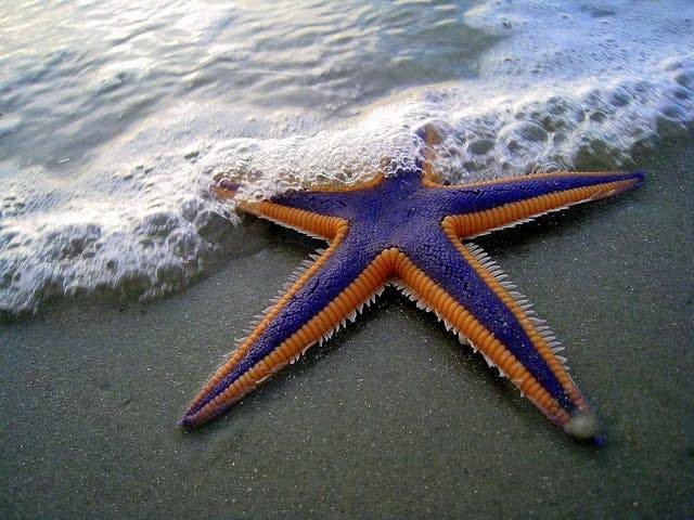 Bagaimana cara bintang laut makan. Sumber: Pexels/ Mark Walz