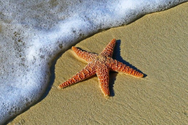 Ilustrasi ciri khusus bintang laut sebagai biota laut. Sumber foto: Unplash/Pedro Lastra