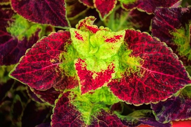 Ilustrasi Cara Merawat Coleus. Sumber: Unsplash.com/Ray Shrewsberry