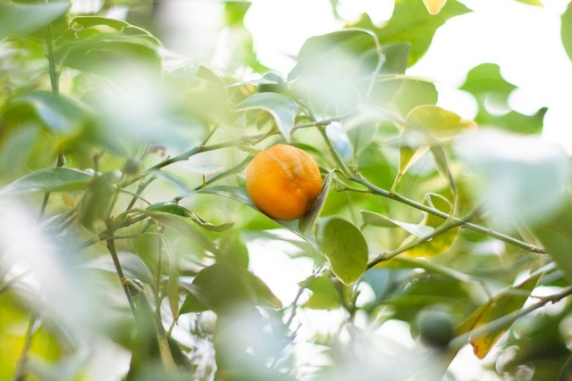 Kebun Buah di Jogja. Foto Hanya Ilustrasi, Bukan Tempat Sebenarnya. Sumber Unsplash Lydia Koh