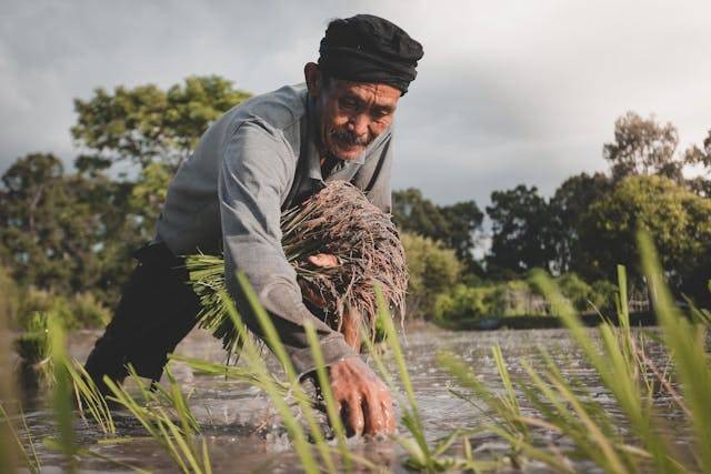 Ilustrasi bagaimana Angin Muson dapat Mempengaruhi Sektor Pertanian. Sumber: Pexels/Rattasat