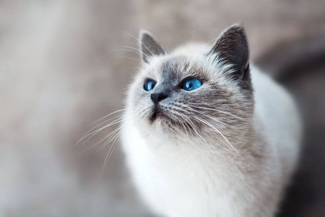 Ilustrasi Warna Kucing yang Langka. Sumber: Unsplash.com/Mikhail Vasilyev