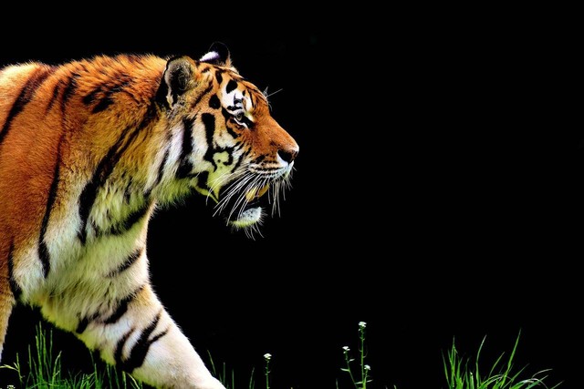 Ilustrasi kepribadian harimau. Sumber: Pixabay/Alexas_Fotos