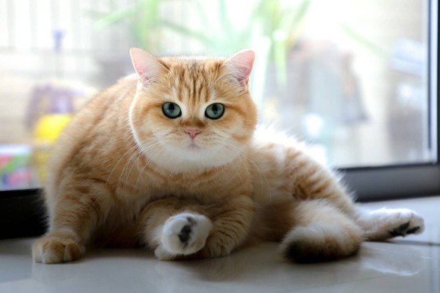 Nama kucing british sales shorthair