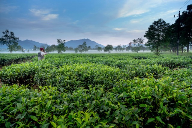 Ilustrasi Tempat Wisata Pangalengan, Foto: Pexels/Quang Nguyen Vinh