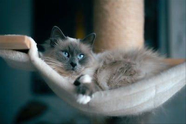 Ilustrasi fakta kucing ragdoll. Foto: Pexels