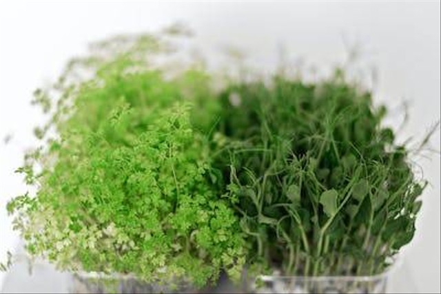 Ilustrasi teknik budidaya microgreens. Foto: Pexels