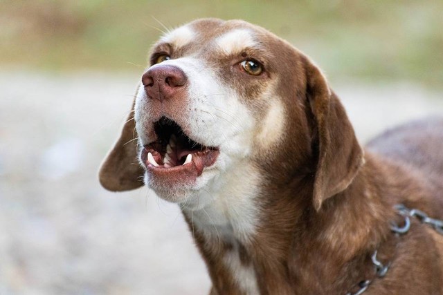 Ilustrasi anjing yang suka menggonggong. Sumber: pixabay