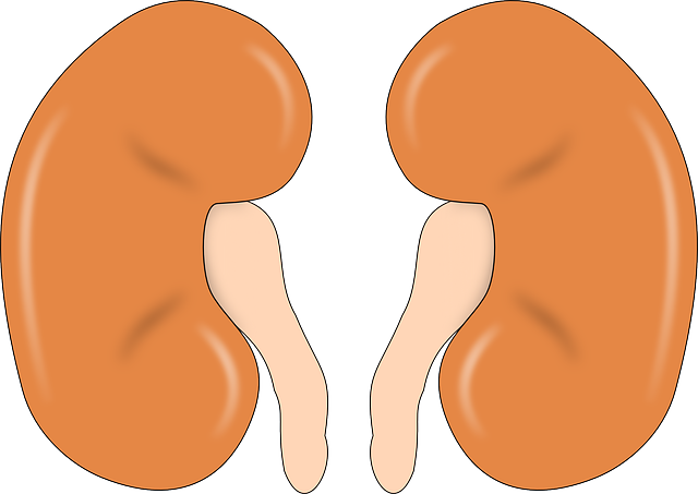 Ilustrasi faktor yang mempengaruhi kapasitas paru-paru. Sumber foto: Pixabay.com