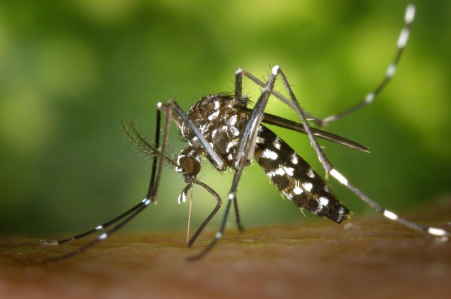 Ilustrasi Matamorfosis nyamuk demam berdarah - Sumber: pexels.com/@pixabay/