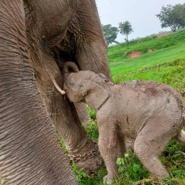 Bayi gajah Sumatera yang lahir di Taman Nasional Way Kambas, Lampung. | Foto : Dok. Humas KLHK