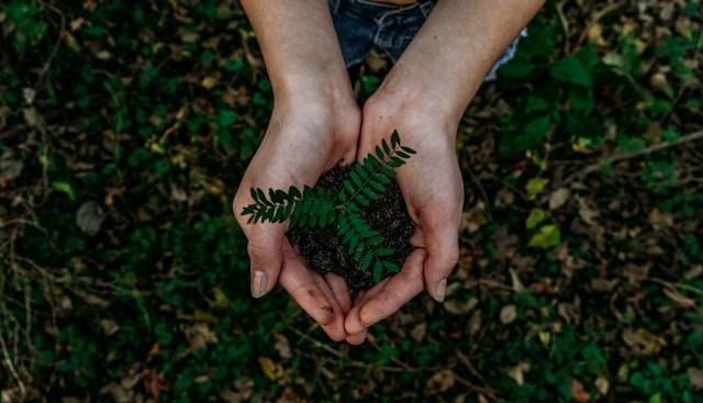 Ilustrasi Peran Manusia dalam Sebuah Ekosistem. Sumber: Unsplash/Noah Buscher