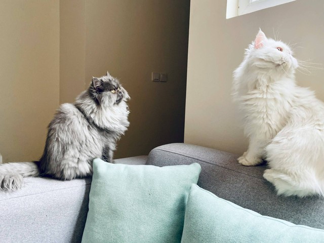 Ilustrasi Sifat Kucing Persia. Sumber: Unsplash.com/Touhid Arastu