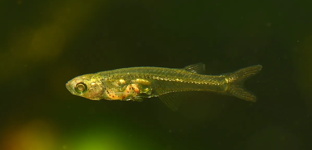 Danionella cerebrum, spesies ikan kecil yang bisa hasilkan suara setara pesawat jet.  Foto: Ralf Britz/Senckenberg Natural History Collections