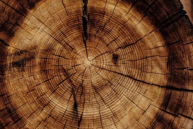 Biopulping adalah proses pengolahan limbah. Foto hanya ilustrasi. Sumber foto: Unsplash/Joel