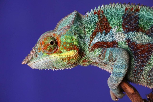 Ilustrasi Jenis iguana Paling Cantik. Sumber: Unsplash
