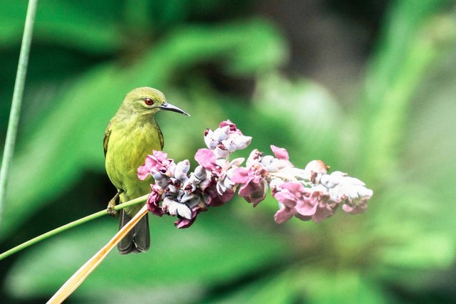 Ilustrasi burung pendamping cucak ijo. Sumber foto: Unsplash