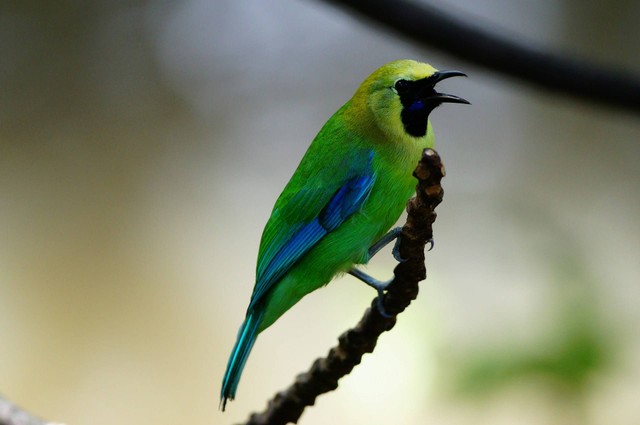 Ilustrasi burung yang tidak boleh dekat dengan cucak ijo. Sumber foto: Unsplash