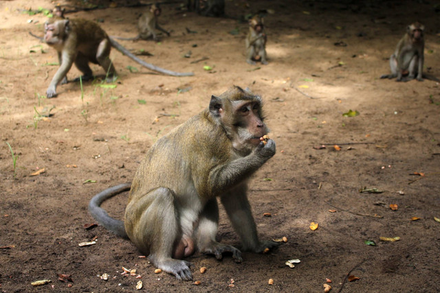 Ilustrasi monyet ekor panjang. Foto: Patrik Lumintu/Shutterstock