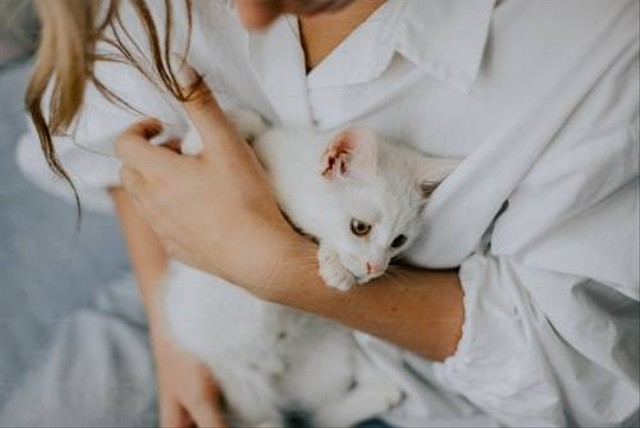 Ilustrasi Cara Merawat Kucing yang Baru Diadopsi. Sumber: Unsplash