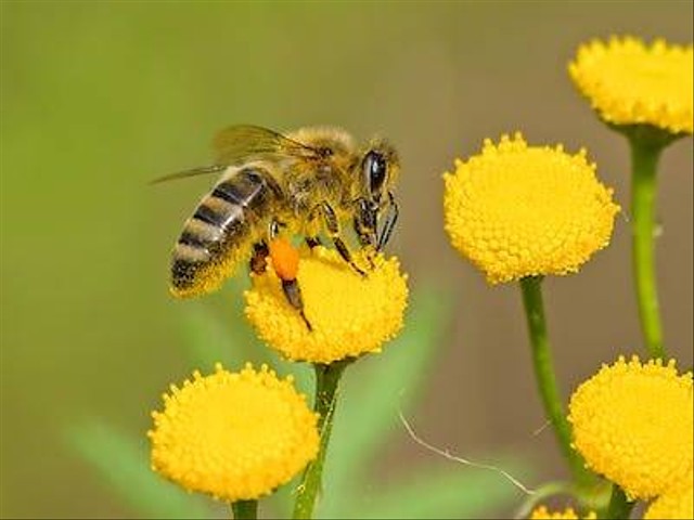 Ilustrasi cara beternak lebah madu. Foto: Pexels
