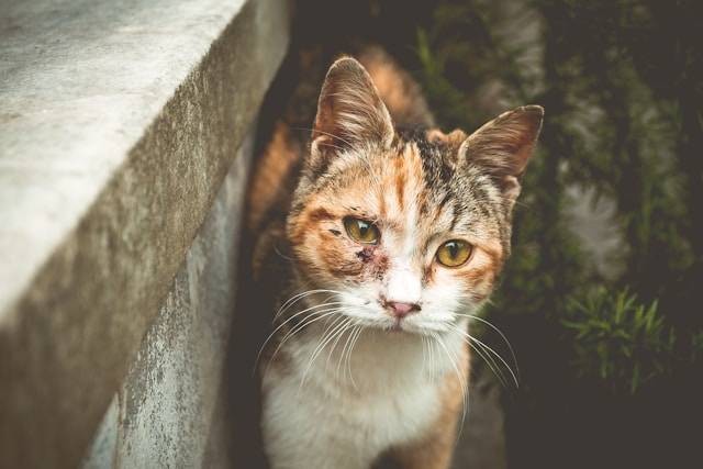 Ilustrasi Ciri Kucing Sakit Mata.Foto: dok. Unsplash/Niklas Hamann