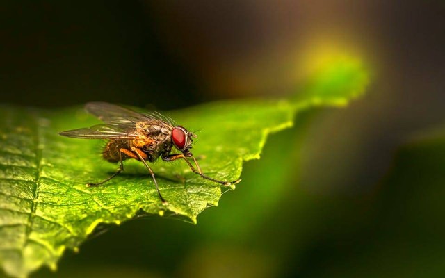 Ilustrasi entomophobia. Sumber: Erik Karits/pexels.com