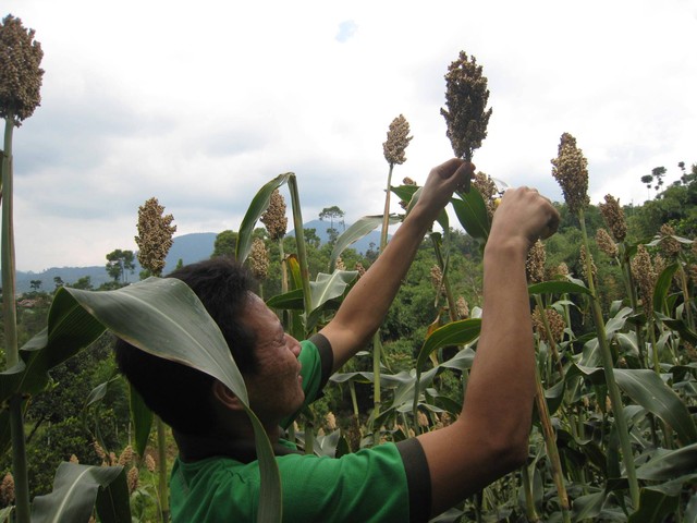 Agroforestry sorgum untuk optimalisasi tanah dan lahan terlantar (sumber: foto pribadi)