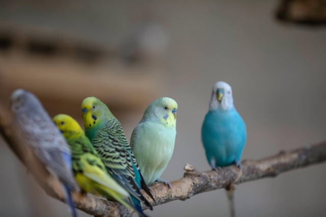 Ilustrasi:  Burung yang Tidak Boleh Dekat dengan Lovebird. Sumber: Anil Sharma/Pexels.com