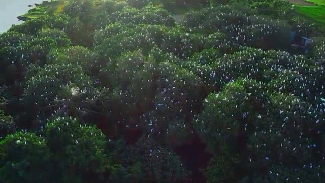 Ribuan burung kuntul bertengger di pohon mangrove di pantai Baros, Bantul. Foto: Dok. Keluarga Pemuda Pemudi Baros (KP2B)