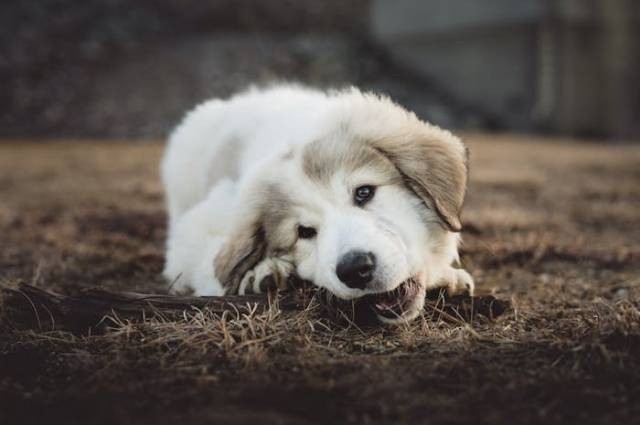 Ilustrasi cara merawat bayi anjing tanpa induk, sumber foto: the happiest face =) by pexels.com