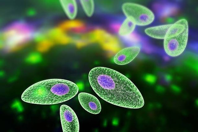 Ilustrasi Contoh Protista Mirip Hewan dan Ciri-cirinya. Sumber: www.unsplash.com