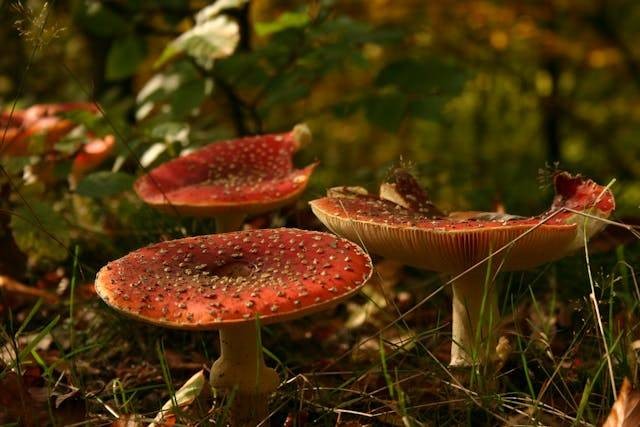 Peranan protista mirip jamur yang menguntungkan dan merugikan. Foto hanya ilustrasi. Sumber: Pexels/Paula