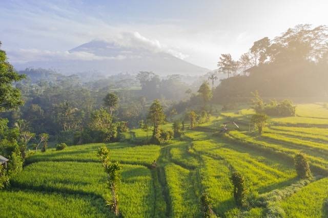 Agrowisata di Bali. Foto hanyalah ilustrasi, bukan tempat yang sebenarnya. Sumber: Unsplash/Geio Tischler
