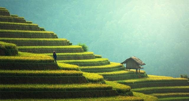Ilustrasi pemuliaan tanaman adalah metode yang sistematis. Foto: Pixabay.