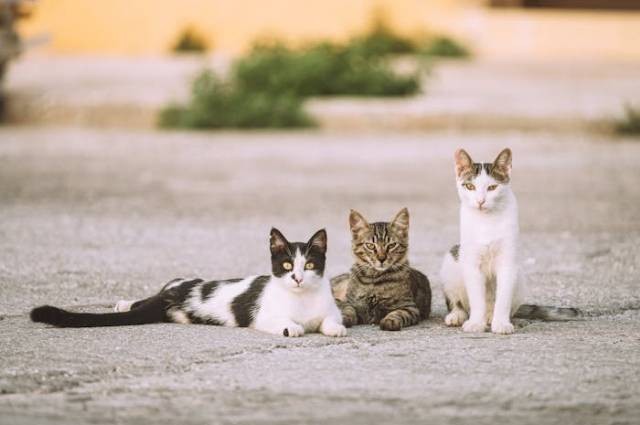 Ilustrasi cara mengetahui umur kucing, sumber foto: Tim Raack by pexels.com
