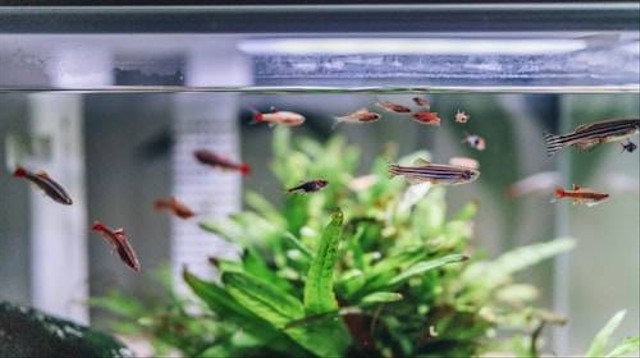 Ilustrasi Cara Memelihara Ikan Hias dalam Akuarium Kecil. Sumber: Unsplash