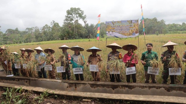 Panen padi bersama Kelompok Tani Glotado di Desa Setawar. Foto: Dok. Polres Sekadau