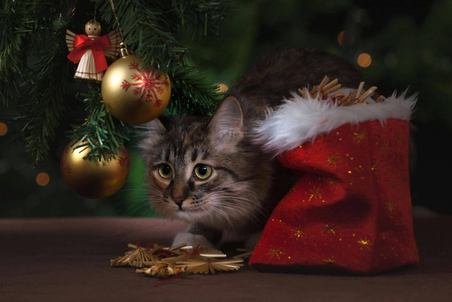 Ilustrasi: Cara Menjinakkan Kucing Anggora. Sumber: Pixabay.com